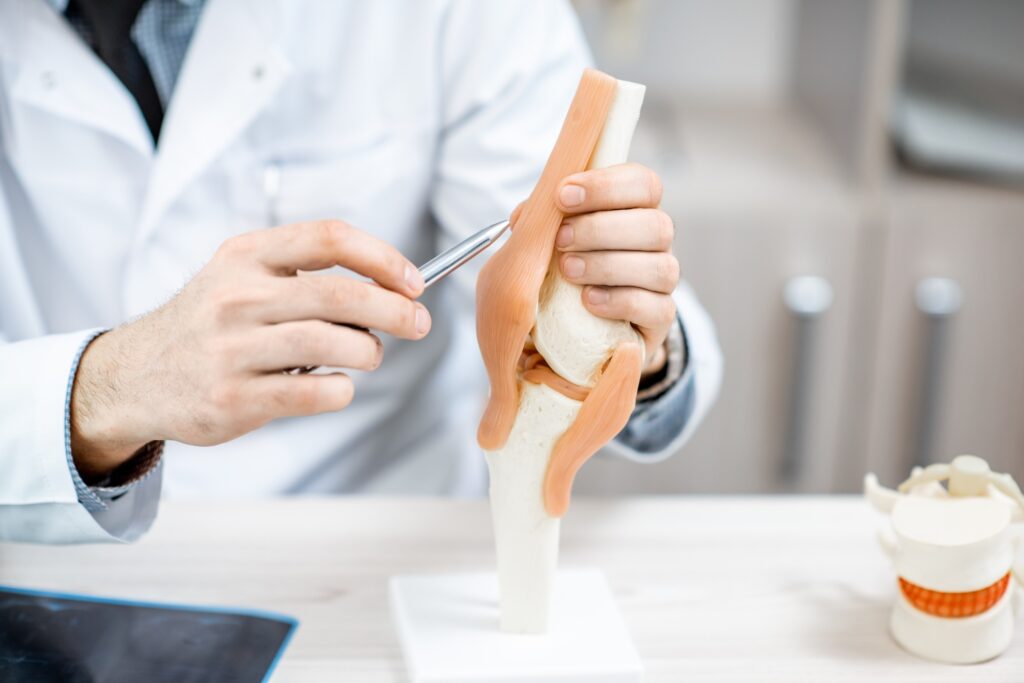 Therapist showing knee joint model